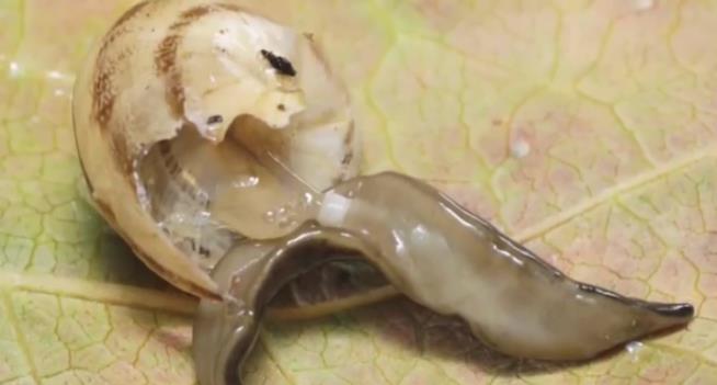 Snail-Devouring Worm Has Invaded Florida