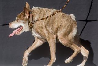 'Quasi Modo' Named World's Ugliest Dog