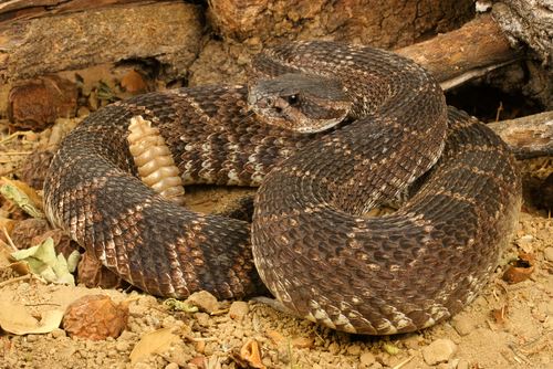 Rescuers Save Pair Trapped by Rattlesnake