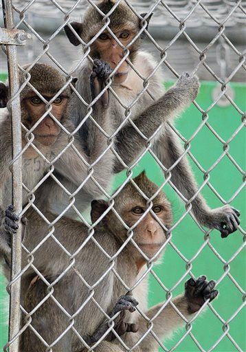 PETA Alleges 'Monkeygate' at Fla. Breeding Farm