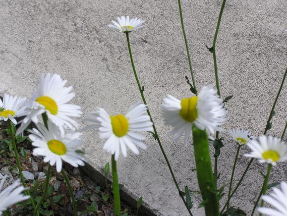 The Story Behind the 'Mutant Daisies'