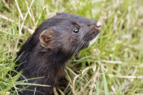 2 Activists Accused of Freeing Thousands of Mink Are Caught