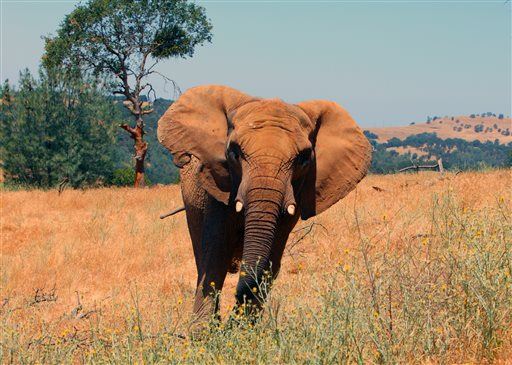 One of Oldest Elephants in North America Euthanized