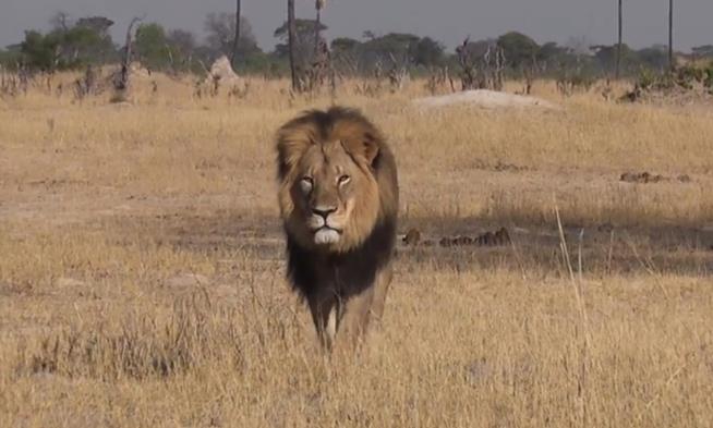 Man May Have Paid $55K to Kill Africa's Most Famous Lion