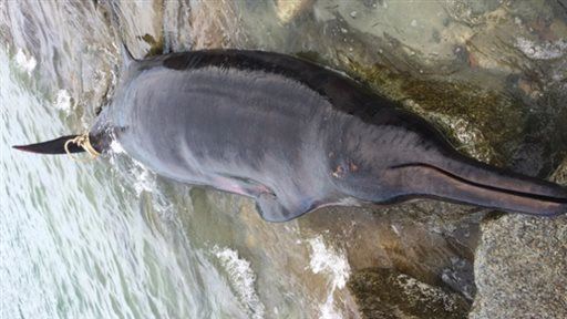 Rare Deep-Sea Creature Washes Up in Mass.