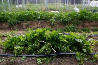 Hundreds Sick From Cilantro Grown in TP-Strewn Fields