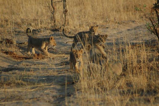 Experts: Cecil's Death Could Doom 10 Lion Cubs