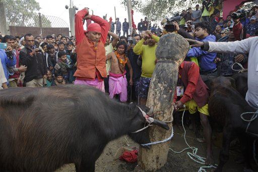 Temple Ends Centuries-Old Mass Slaughter of Animals