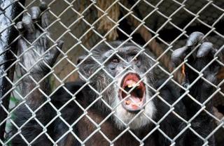 No Freedom for 2 Chimps Being Used for Research