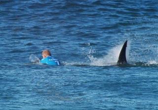 Surfer Who Punched Shark Encounters Another