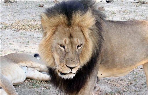 Cecil the Lion's Brother Feared Dead; Reports Are Conflicting