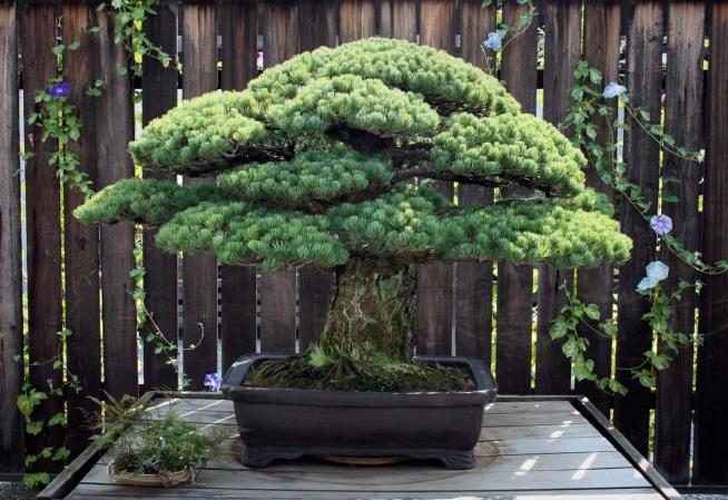 An Amazing Bonsai Tree, Other Hiroshima Tales