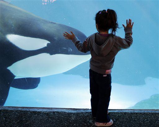 Blackfish Continues to Hit SeaWorld Where It Hurts