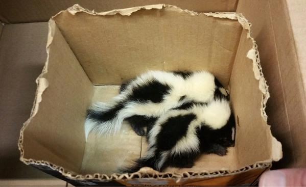 Smelly NYC Subway Find: 'Odor'-Able Baby Skunks