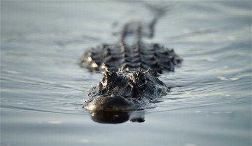 Florida Woman Loses Arm in Gator Attack