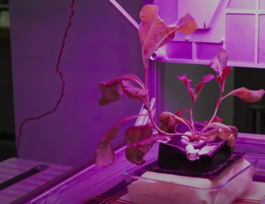 Astronauts to Chow Down on First Food Grown in Space