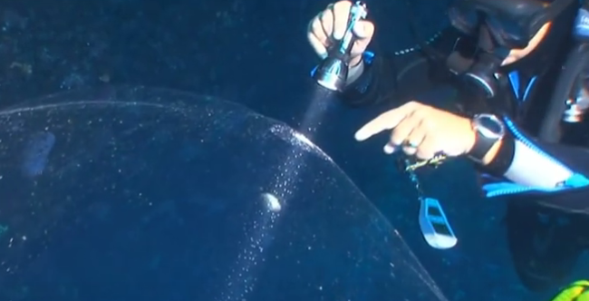 Divers Run Into Mysterious, Giant, Jellylike 'Thing'