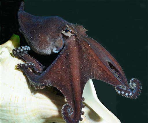 New 'Romantic' Octopus Wows Scientists