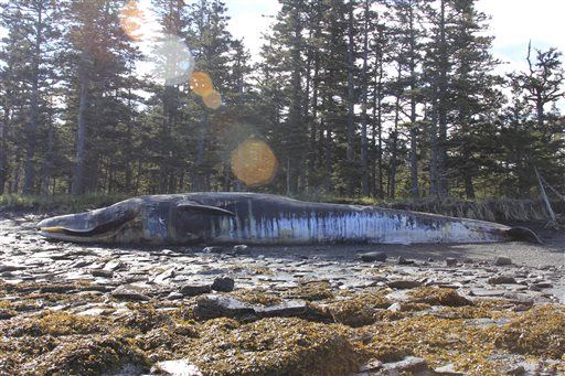 Dozens of Whales Are Mysteriously Dying in Alaska