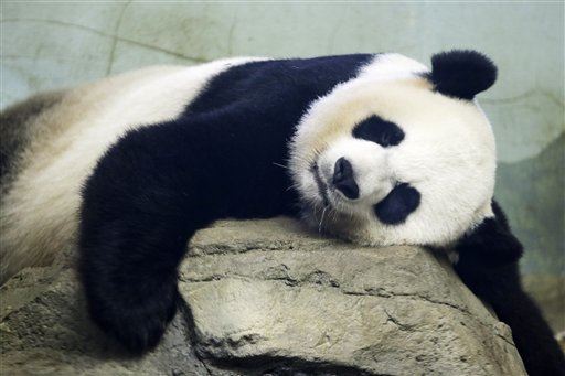 National Zoo's Giant Panda in Labor