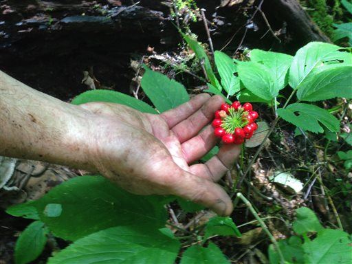 Why Americans Are Poaching Wild Ginseng