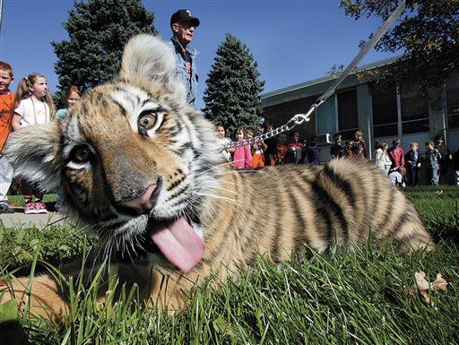 High School May Lose Live Tiger Cub Mascot