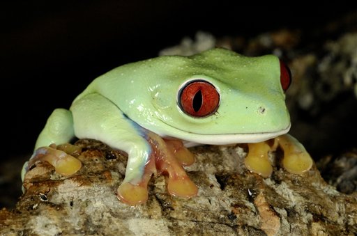 Endangered Frogs Find Their Noah