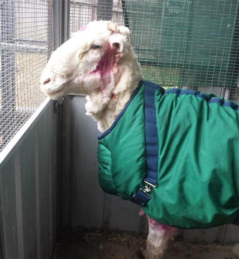 Sheep-Shearing Champ Meets Biggest Challenge