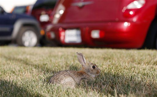 Washington Town's Woe: Bunnies and Their Feces