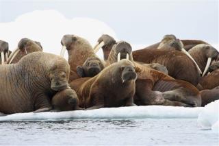 25 Walruses Found Dead on Beach