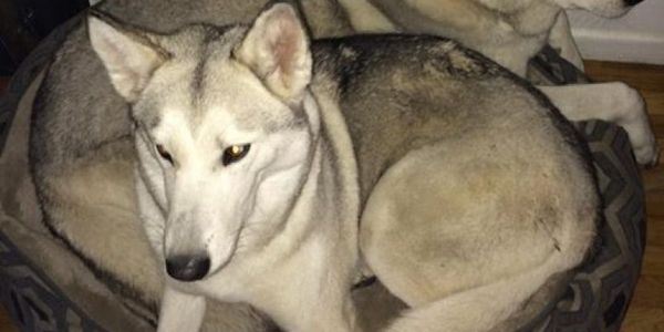 Dog Deemed Part Wolf Saved From Euthanasia