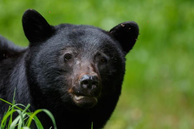 Hunter Wakes Up to Black Bear Chewing on His Head