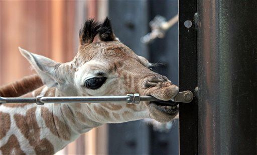 Baby Giraffe Dies in California Zoo Accident