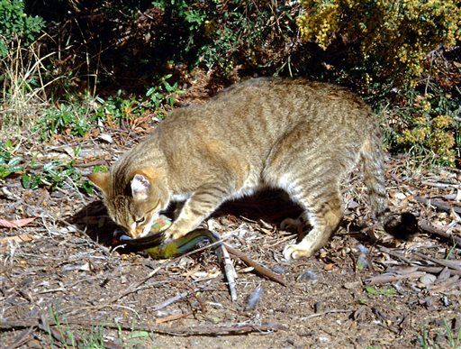 Australia, Celebs Battle Over Future of Murderous Feral Cats
