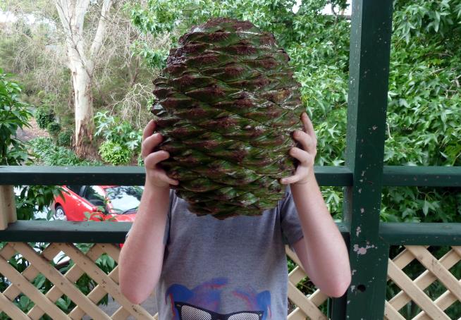 Guy Sues After Skull Crushed by Giant Falling Pine Cone