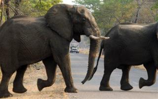 Hunter Pays $60K, Kills Huge Elephant