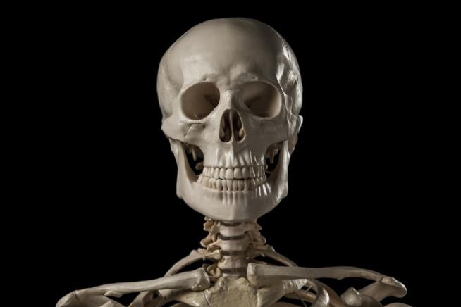 Plague Found in 5,000-Year-Old Human Skelton