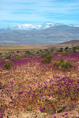 One of the Driest Place on Earth Is Covered in Flowers