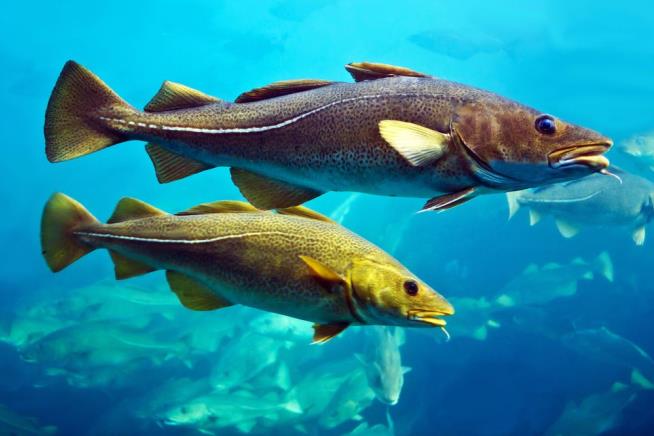 New England's Cod Are Fleeing to Cooler Waters