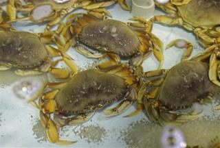 Officials: Don't Eat Toxic California Crabs
