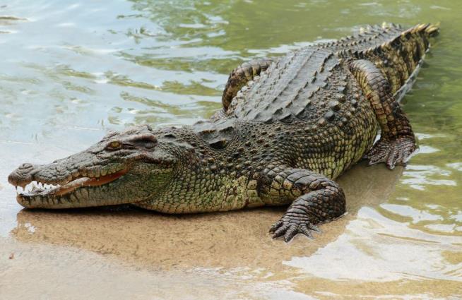 Indonesia Plans Island Prison Guarded by Crocodiles