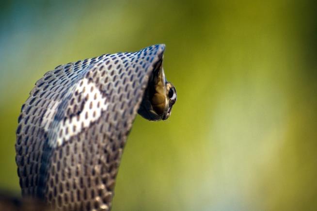 Texas Teen Committed Suicide by Cobra