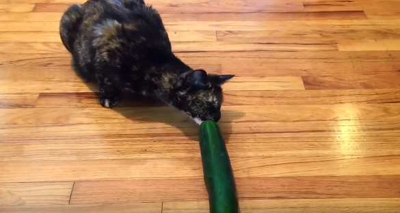 Experts Say Stop Scaring Cats With Cucumbers