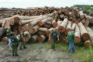 Say Goodbye to Over Half of Amazon Tree Species