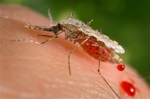 Scientists Create Malaria-Proof Mosquitoes