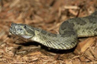 Scientists Finally Know Why Snakes Lost Their Legs