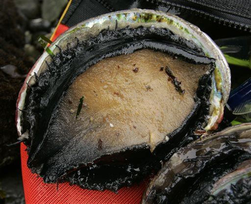 Hunt for Abalone Way Deadlier Than You Think