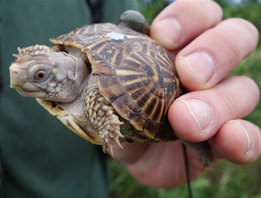 Feds Bust Canadian With 51 Turtles in His Pants