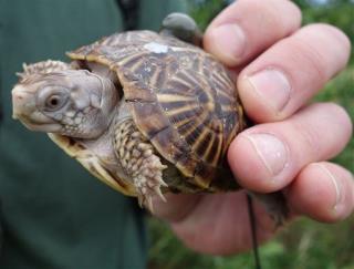 Feds Bust Canadian With 51 Turtles in His Pants