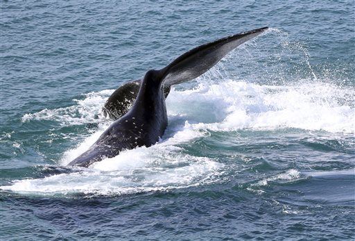 Baby Whale Killers May Have Come From the Sky